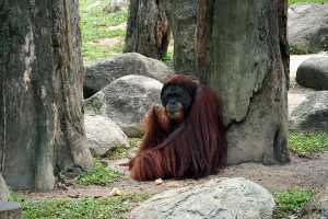 ORANGUTAN-2019-01